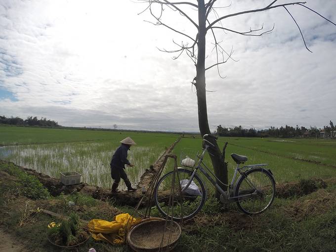 A lady working in a paddy field