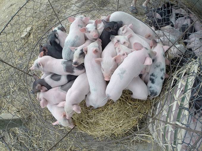 Basket of piglets
