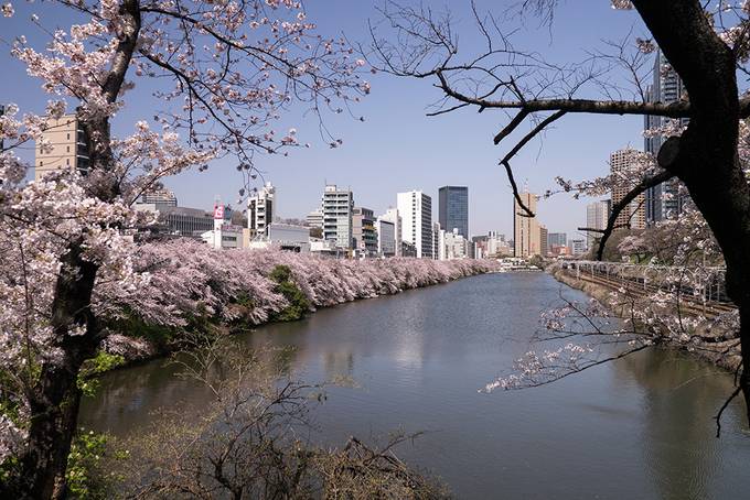 The cherry blossoms in Iidabashi