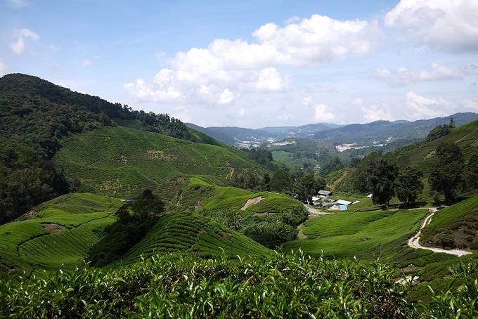 view of the tea plantations