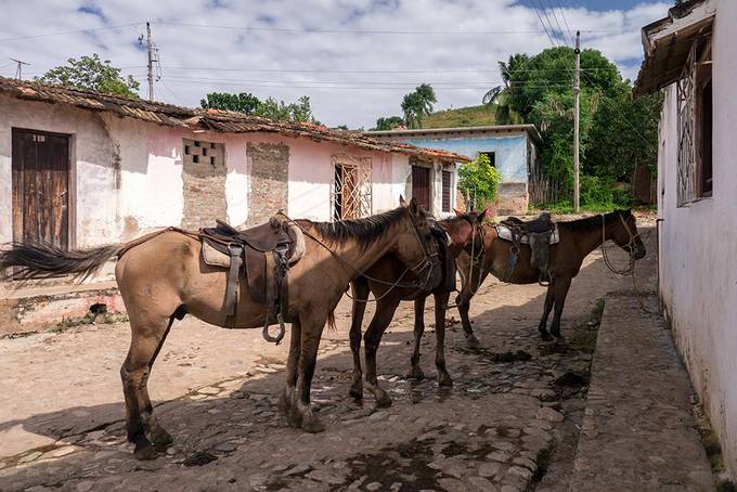 Horses tied up in Trinidad