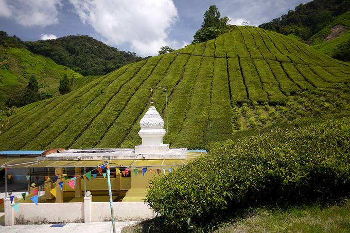 temple in the tea plantation