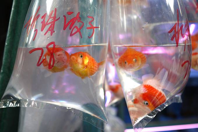 Hong Kong goldfish close up