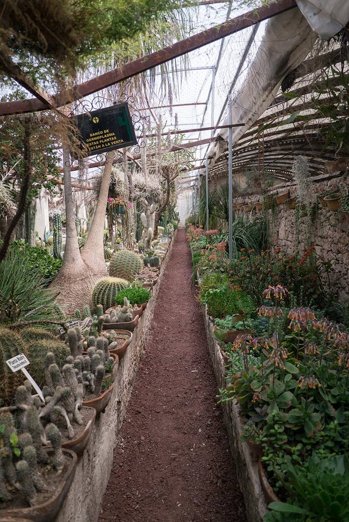 A greenhouse full of cacti