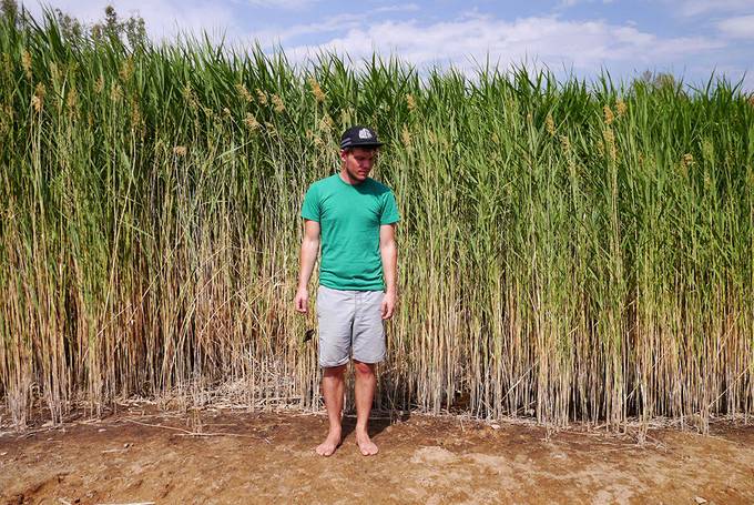 Colin standing by the reeds