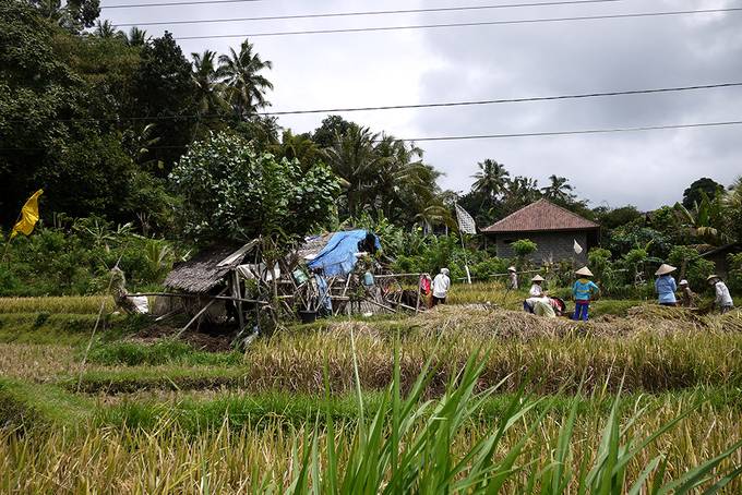 Workers in the rice paddies