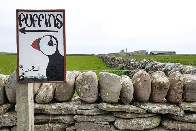 Puffins this way