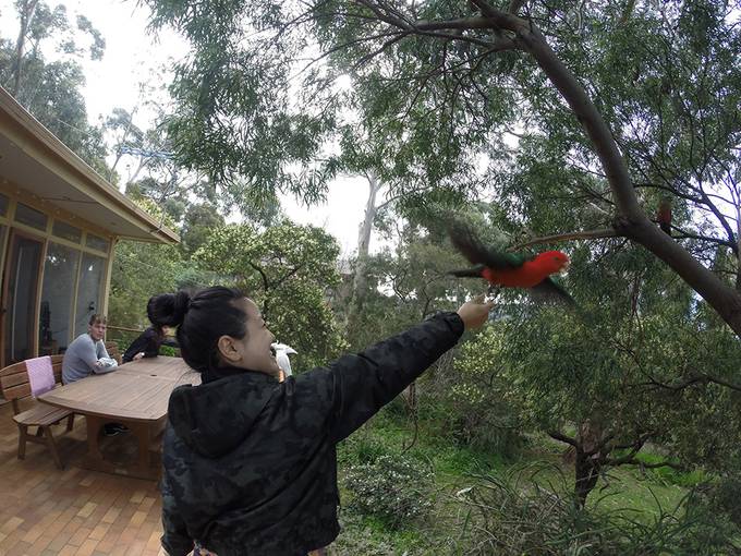 Feeding the parrots