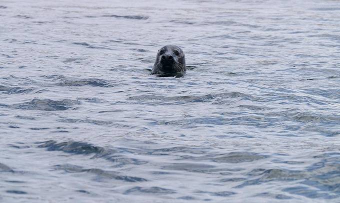 A seal swimming