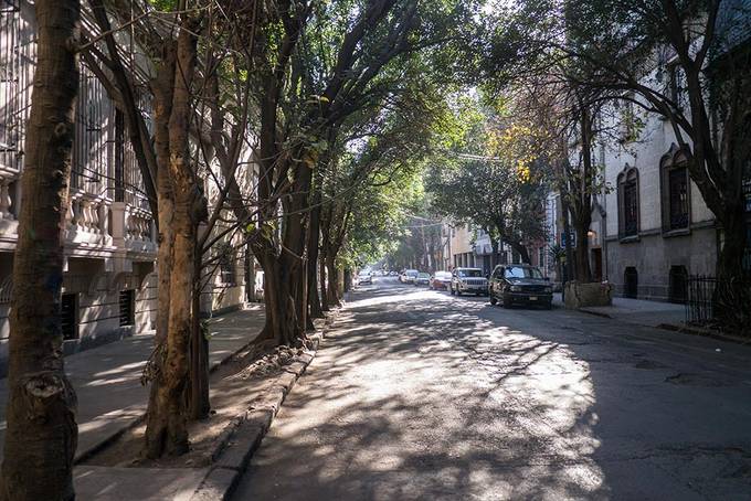 The tree-lined streets of Roma Norte