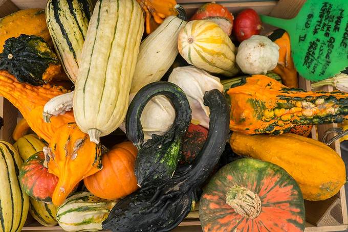 A box full of squash