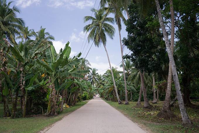 Palm tree-lined road